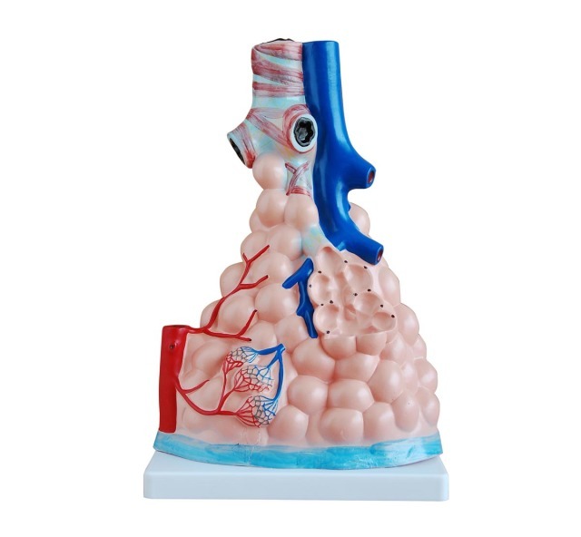 COL 1302 - Alvéolo Pulmonar Ampliado